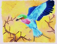 Lilac Breasted Roller